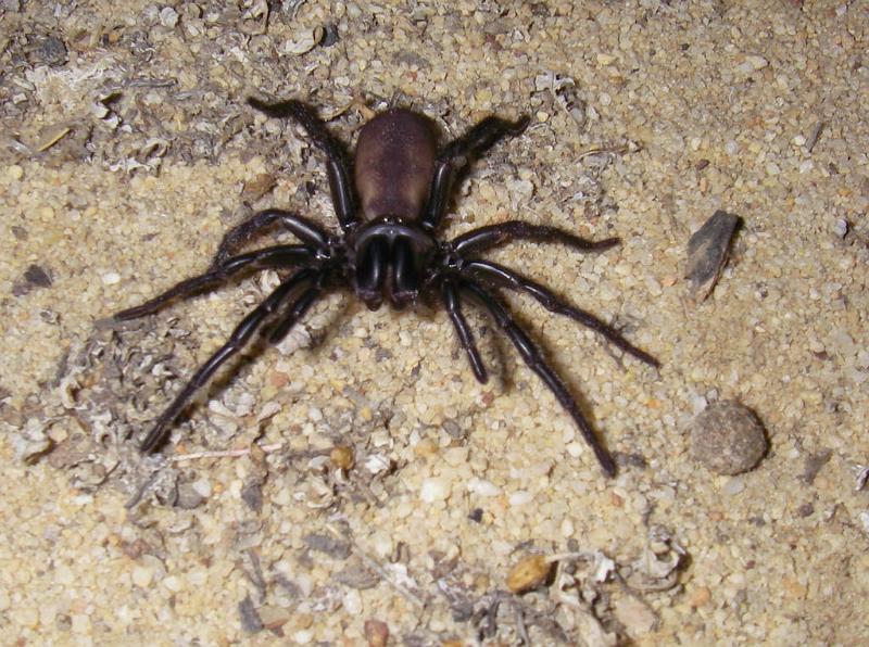 Missulena_occatoria_D7293_Z_89_on field_Australie.jpg